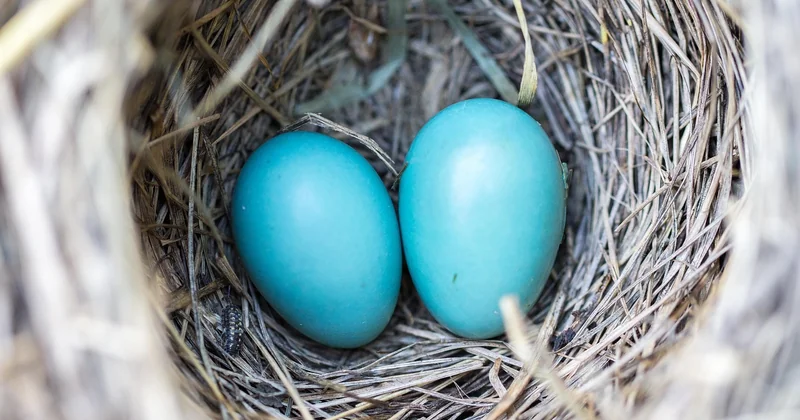 Choisir une niche où l'écologie est rentable par construction