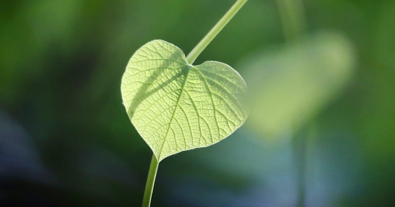Comment réussir son business plan écologique en 7 étapes clés