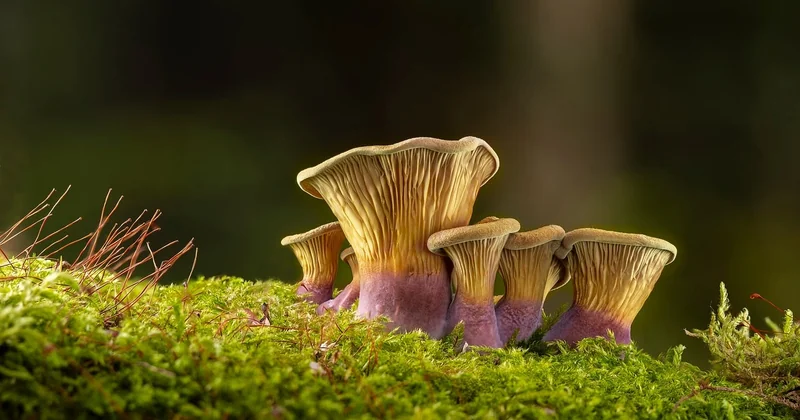 Le piège spécifique des marques écologiques : les allégations